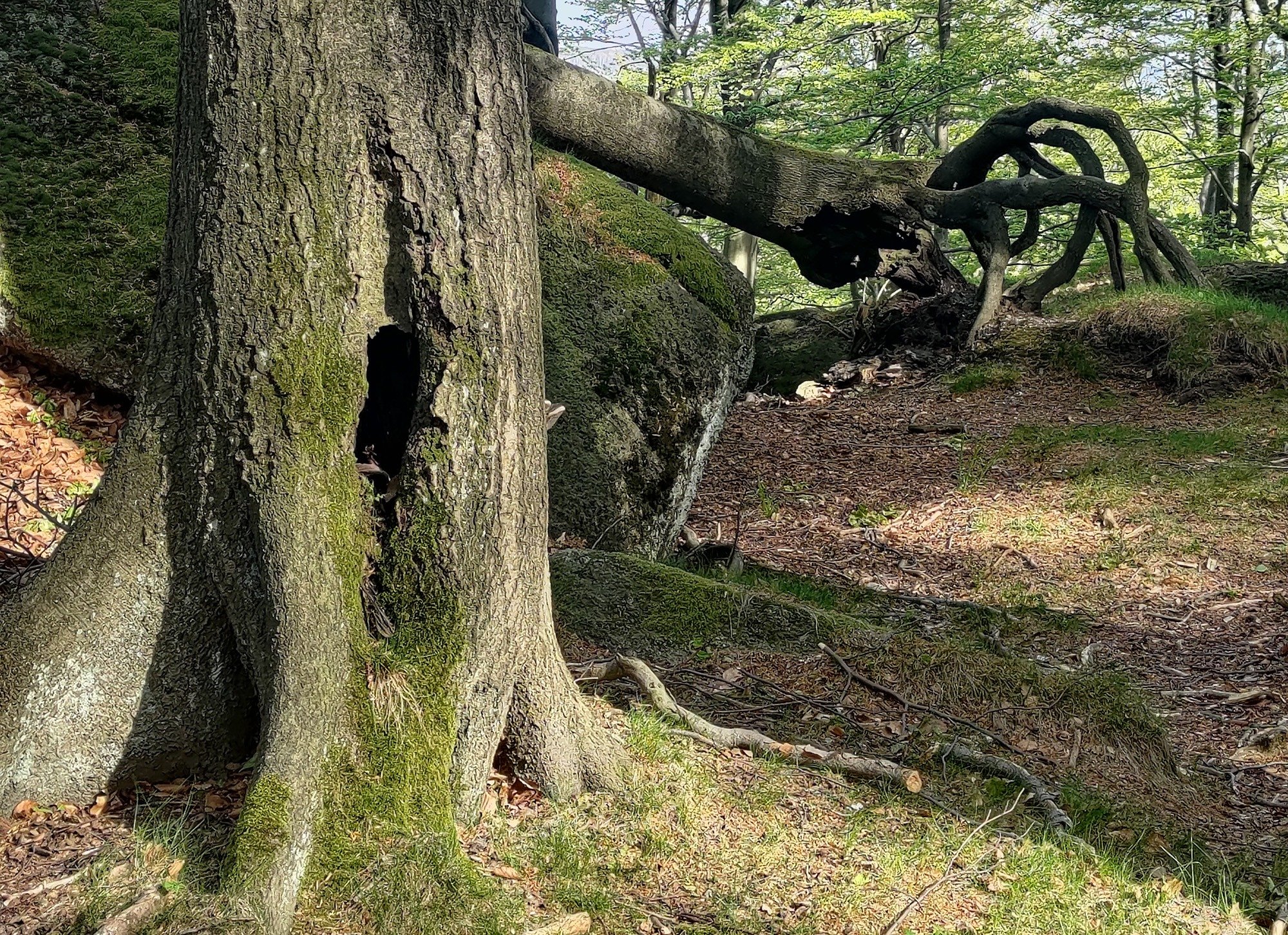 Den stromu pro Jizerskohorské bučiny